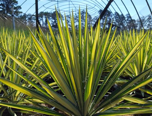 Yucca filamentosa 'Color Guard'