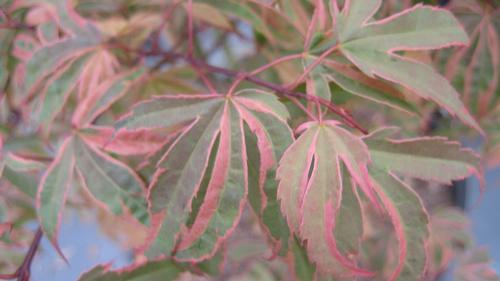 Acer palmatum 'Shirazz'
