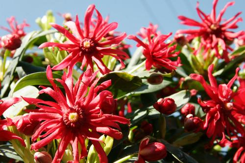 Illicium floridanum 'Miss Scarlet'™ (Miss Scarlet™ Anise)