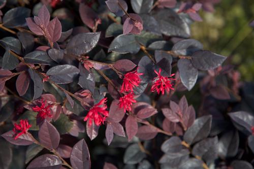 Loropetalum chinense 'Red Diamond™'