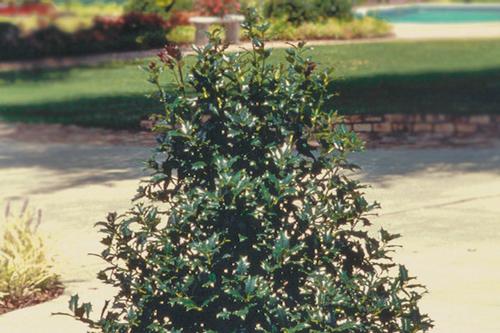 Ilex x 'Robin™' (Robin™ Holly)