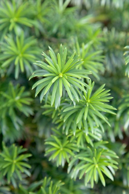 Cephalotaxus harringtonia 'Yewtopia?' (Yewtopia? Plum Yew)