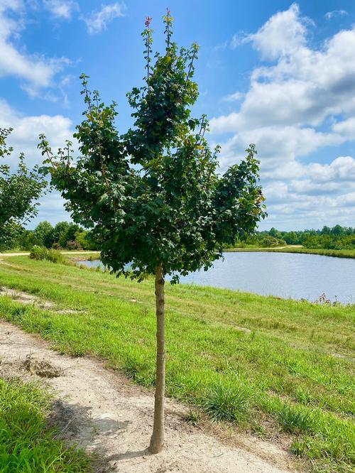 Acer campestre - Hedge Maple from Taylor's Nursery