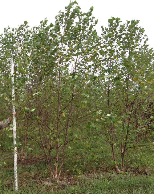 Betula nigra 'Heritage' 