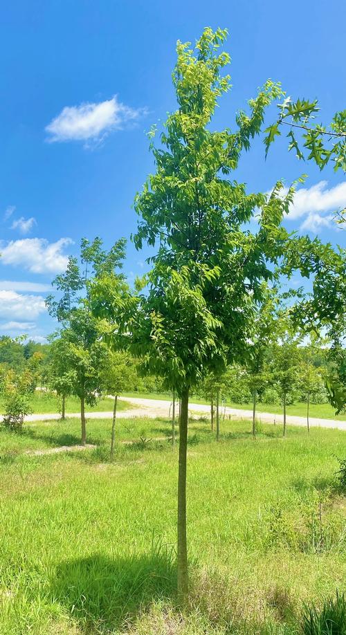 Celtis laevigata - Sugar Hackberry from Taylor's Nursery