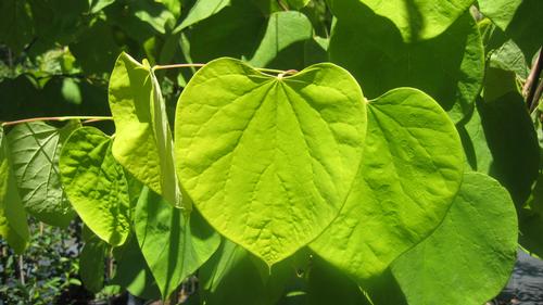 Cercis canadensis 'Hearts of Gold'