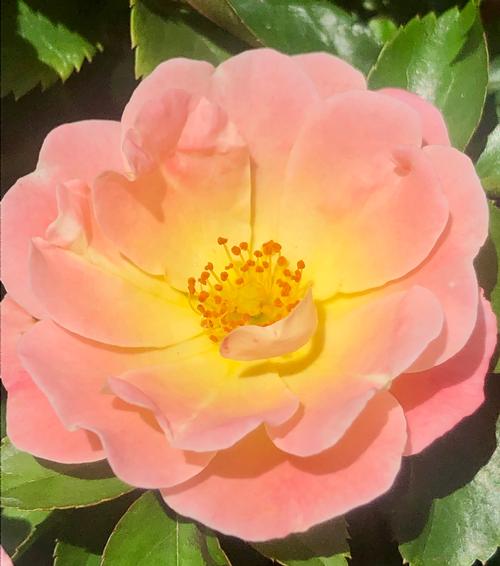 Rosa Peach Drift®