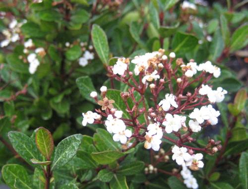 Viburnum obovatum 'Mrs. Schiller's Delight'