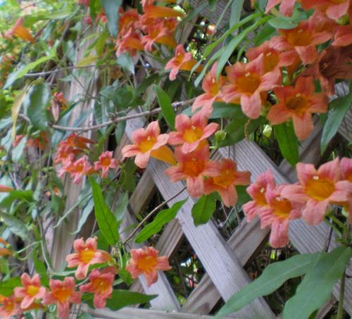 Bignonia capreolata 'Tangerine Beauty' (Tangerine Beauty Crossvine)