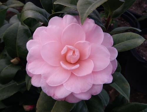 Camellia japonica 'Nuccio's Cameo' (Nuccio's Cameo Camellia)