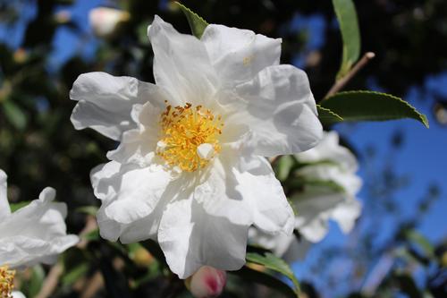 Camellia x 'Winter Snowman' (Winter Snowman Camellia)