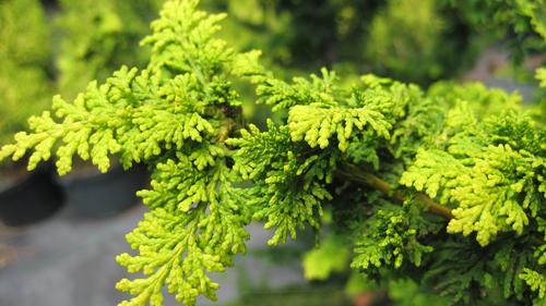 Chamaecyparis obtusa 'Golden Fernspray' (Golden Fernspray Hinoki Cypress)