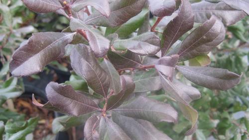 Myrica pensylvanica (Northern Bayberry)