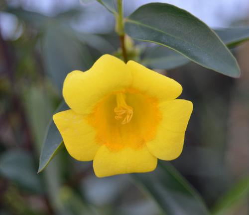 Gelsemium sempervirens 'Margarita' (Margarita Carolina Jessamine)