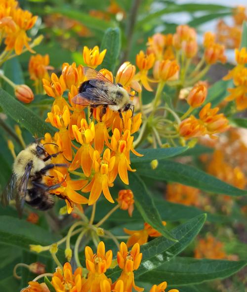 Asclepias tuberosa (Butterfly Weed)