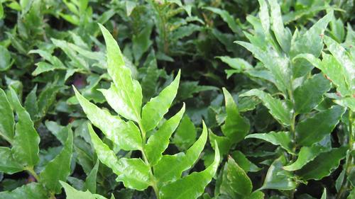 Cyrtomium falcatum 