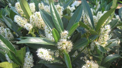 Prunus laurocerasus 'Otto Luyken'