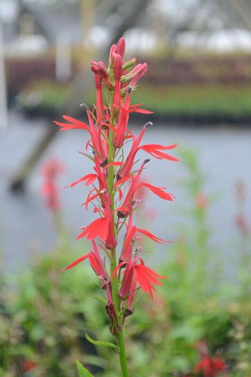 Lobelia cardinalis (Cardinal Flower)