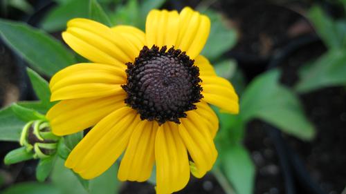Rudbeckia fulgida 'Goldsturm'