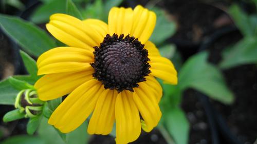 Rudbeckia fulgida 'Goldsturm' (Goldsturm Black-Eyed Susan)