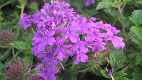 Verbena 'Homestead Purple' (Homestead Purple Verbena)