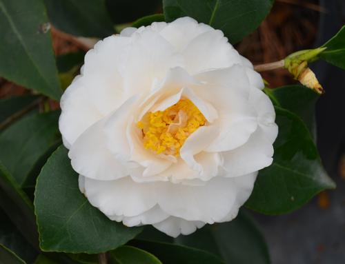Camellia japonica 'Victory White' (Victory White Camellia)