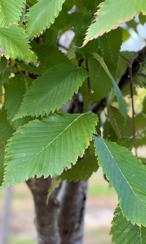 Ulmus americana 'Jefferson'