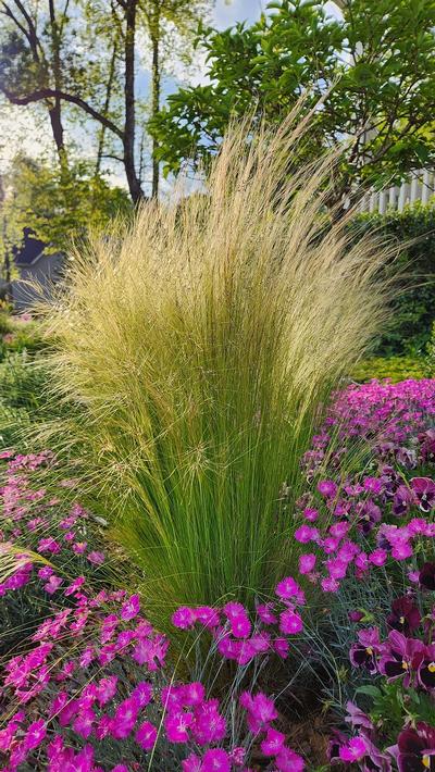 Nassella tenuissima - Mexican Feather Grass from Taylor's Nursery