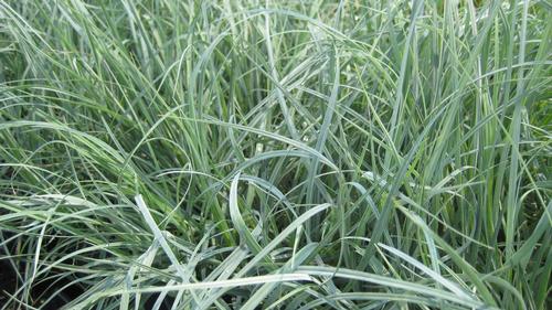 Carex flacca 'Blue Zinger'