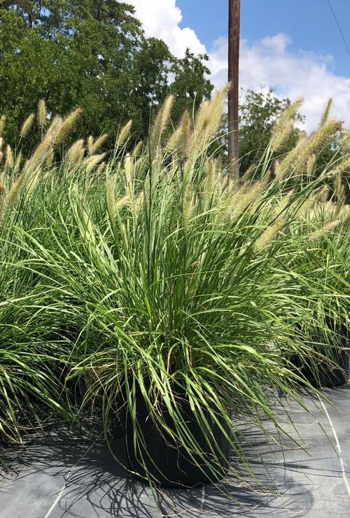 Pennisetum alopecuroides 'Cassian'
