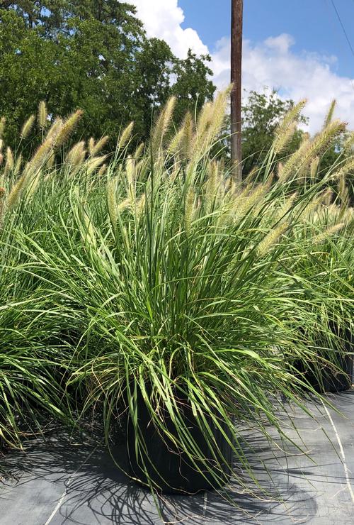 Pennisetum alopecuroides 'Cassian' (Cassian Dwarf Fountain Grass)