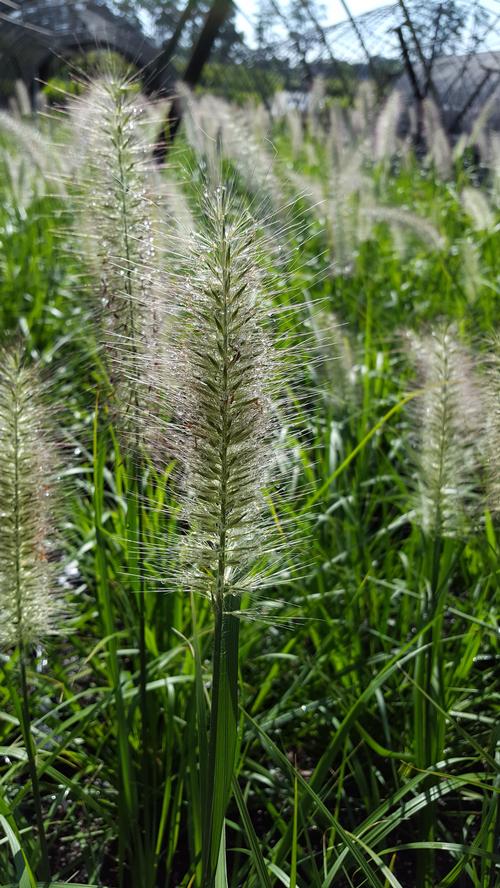 Where to buy redhead grass seed