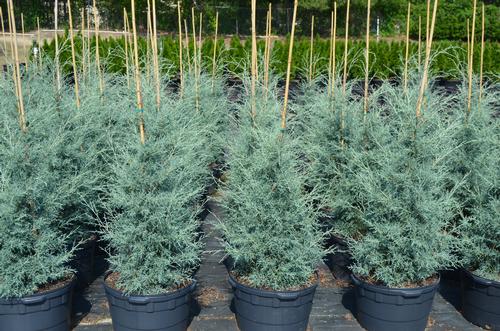 Cupressus arizonica 'Carolina Sapphire'