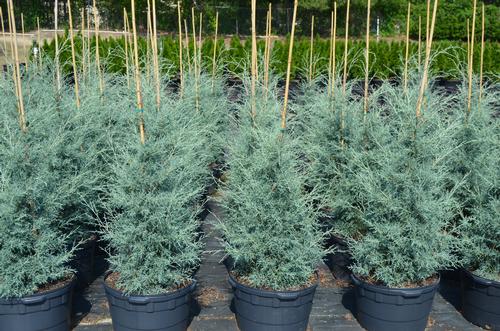 Cupressus arizonica 'Carolina Sapphire' (Carolina Sapphire Arizona Cypress)