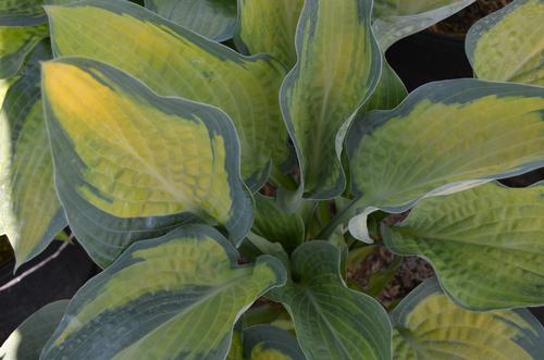 Hosta 'Paul's Glory' (Paul's Glory Hosta)