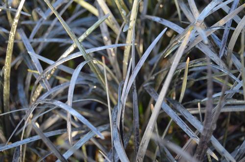 Ophiopogon planiscapus 'Nigrescens' (Black Dwarf Mondo Grass)