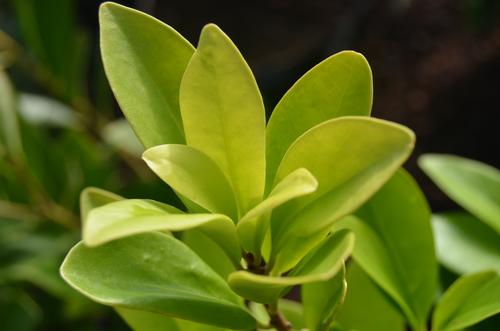 Illicium parviflorum 'Forest Green' (Forest Green Anise)