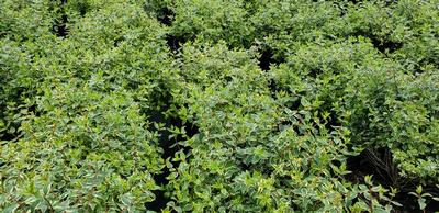 Abelia x grandiflora 'Radiance'