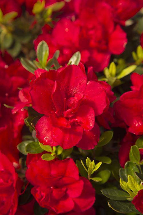 Azalea Encore® Autumn Bonfire®
