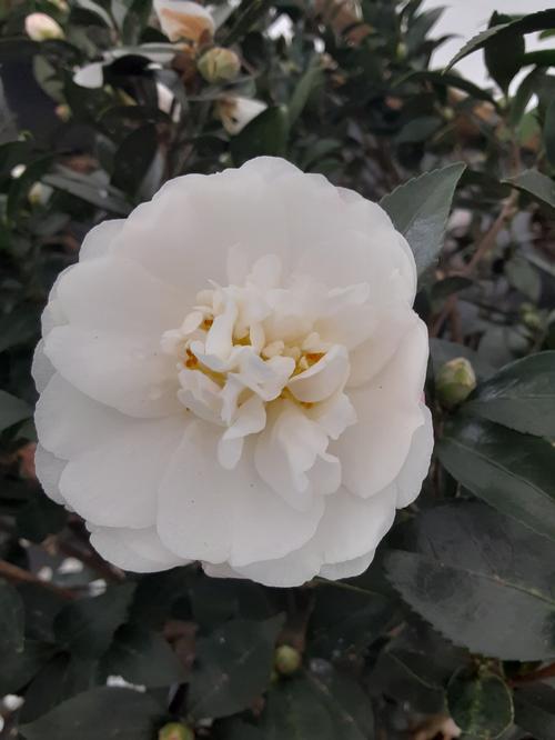 Camellia sasanqua 'Mine-no-Yuki'