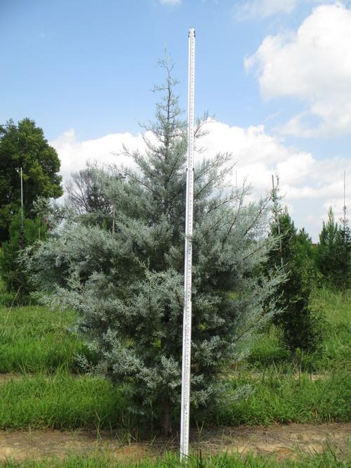 Blue Pyramid Arizona Cypress Cupressus arizonica Blue Pyramid from