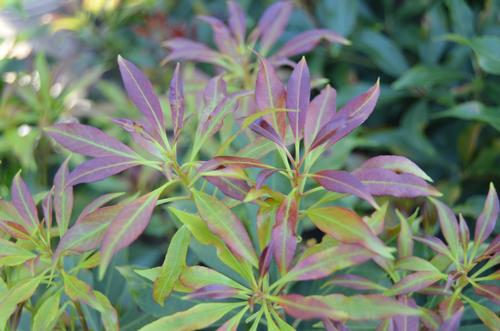 Pieris japonica 'Katsura' (Katsura Pieris)