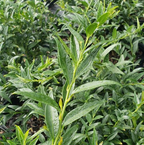 Sarcococca hookeriana (Himalayan Sweetbox)