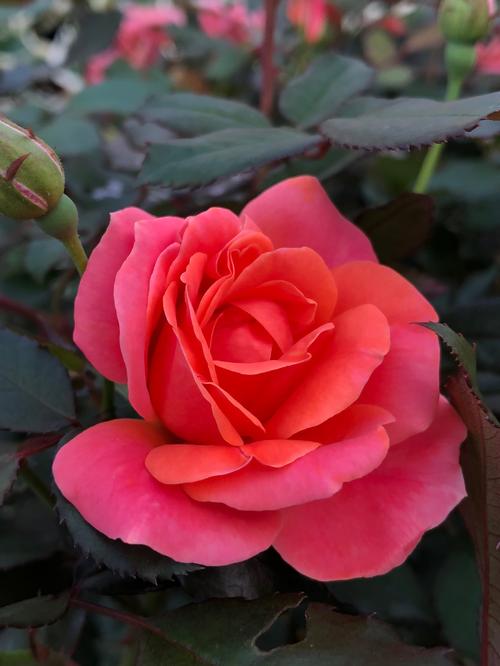 Rosa Coral Knock Out (Coral Knock Out Rose)