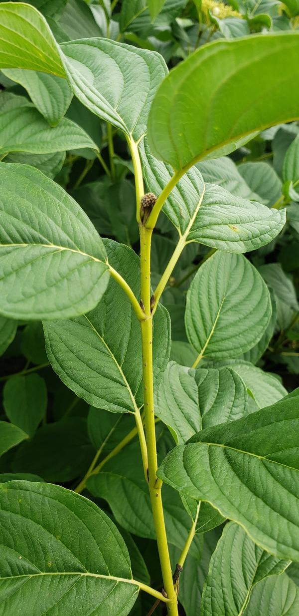 Cornus sericea 'Budd's Yellow'