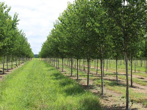 Crataegus phaenopyrum (Washington Hawthorn)