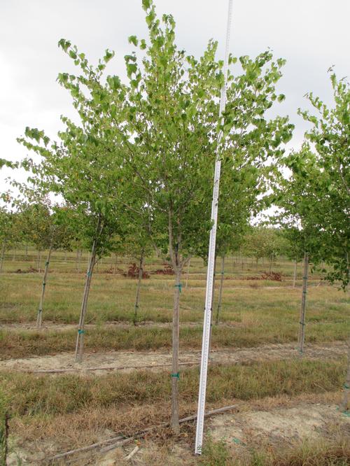 Crataegus viridis 
