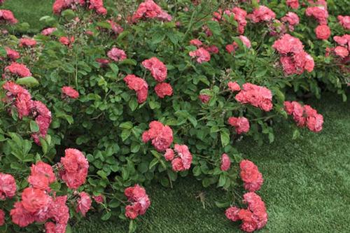 Rosa Coral Drift®