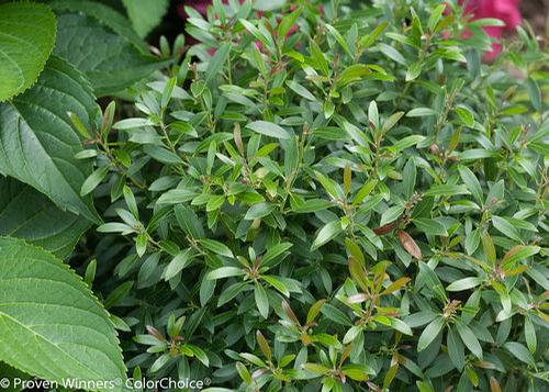 Ilex glabra 'Gem Box®'
