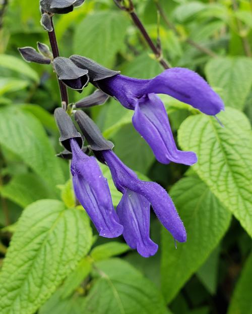 Salvia guarantica 'Black & Blue'